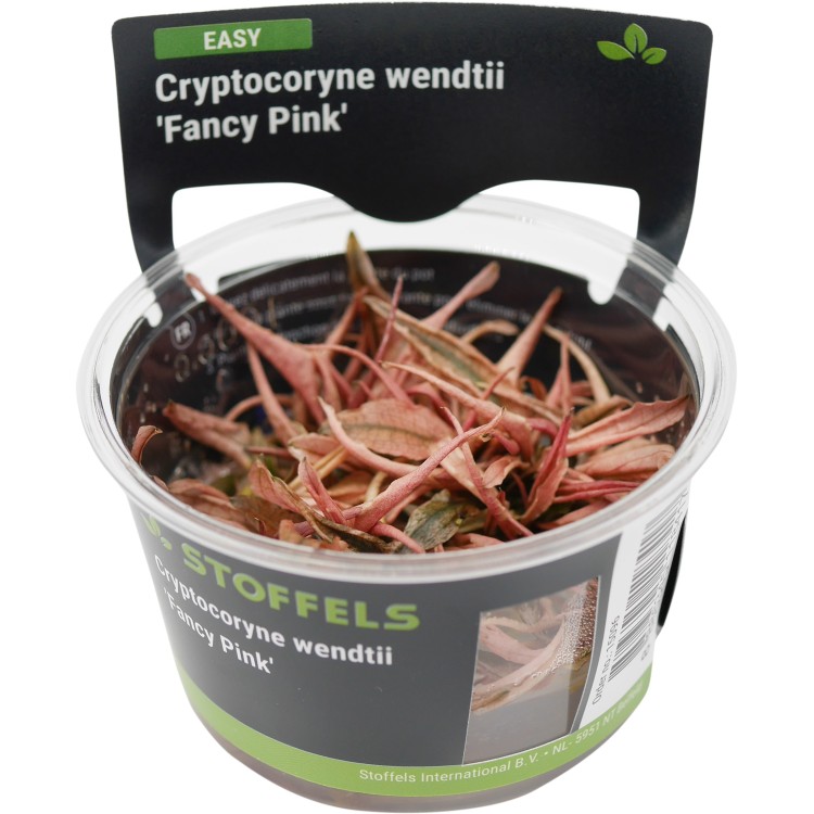 Planta acvariu Cryptocoryne Fancy Pink In Vitro Stoffels - imagine 4